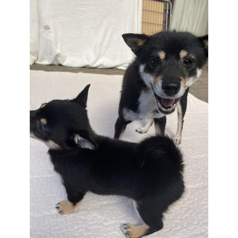販売中の大分県のミックス犬-403773の14枚目
