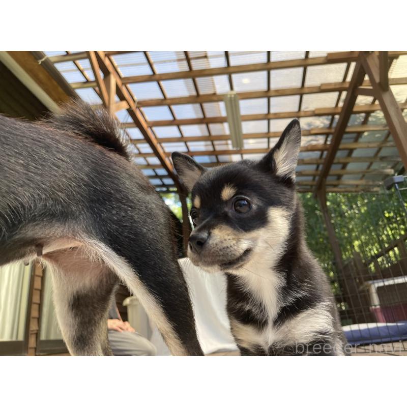 販売中の大分県のミックス犬-403773の13枚目