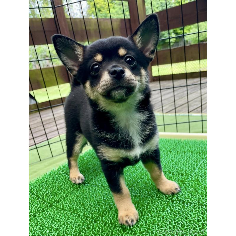 販売中の大分県のミックス犬-403773の10枚目