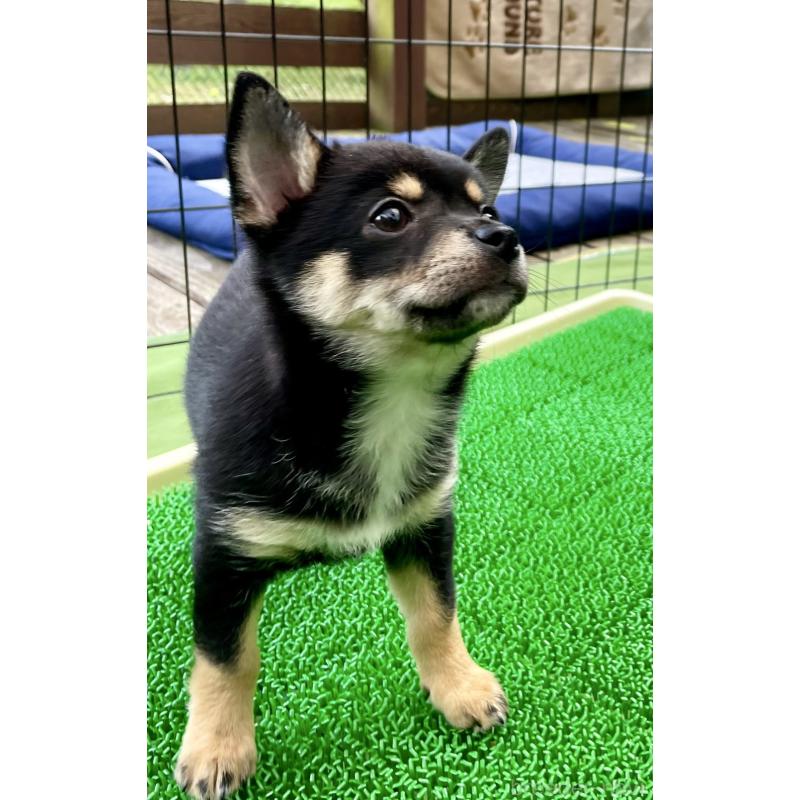 販売中の大分県のミックス犬-403773の9枚目