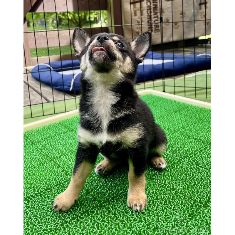 販売中の大分県のミックス犬-403773の8枚目