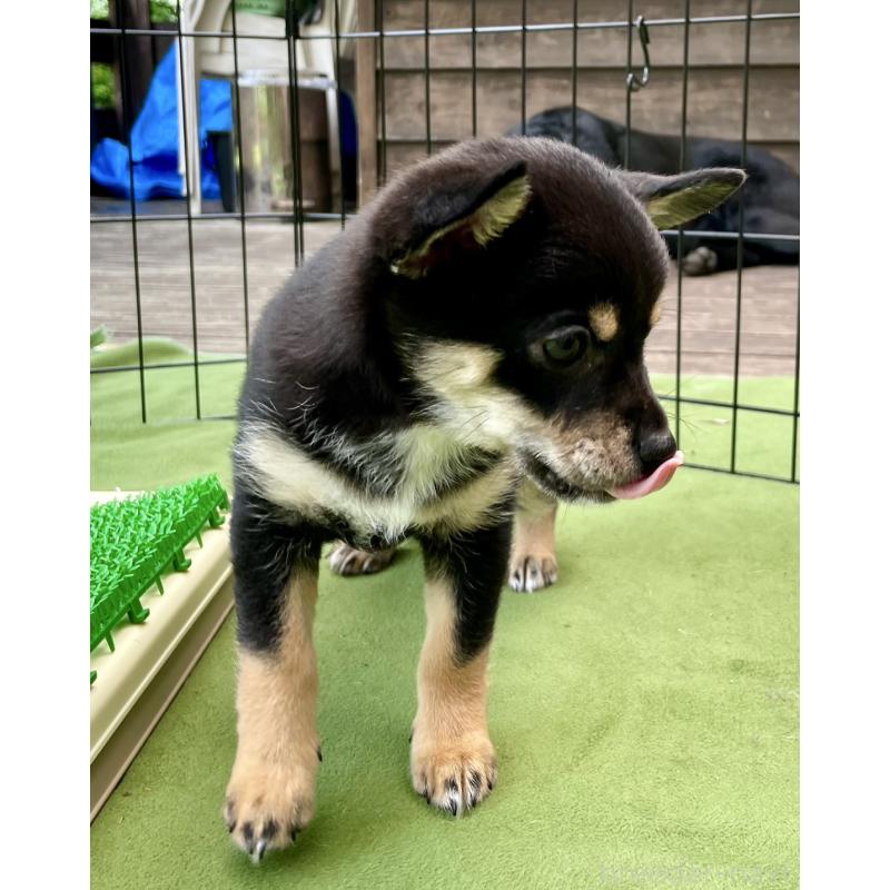販売中の大分県のミックス犬-403773の7枚目
