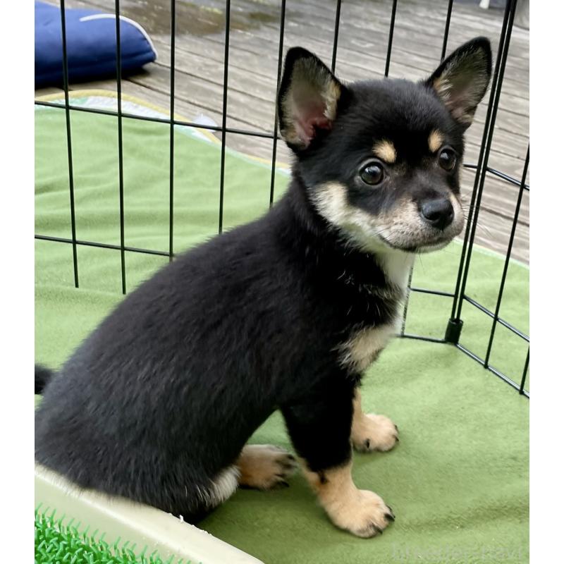 販売中の大分県のミックス犬-403773の6枚目