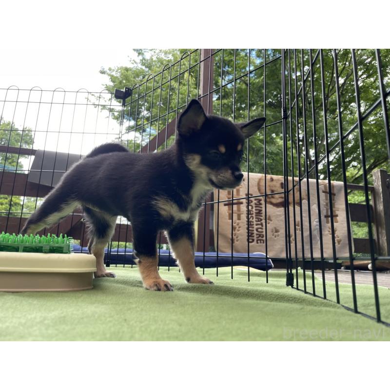 販売中の大分県のミックス犬-403773の5枚目