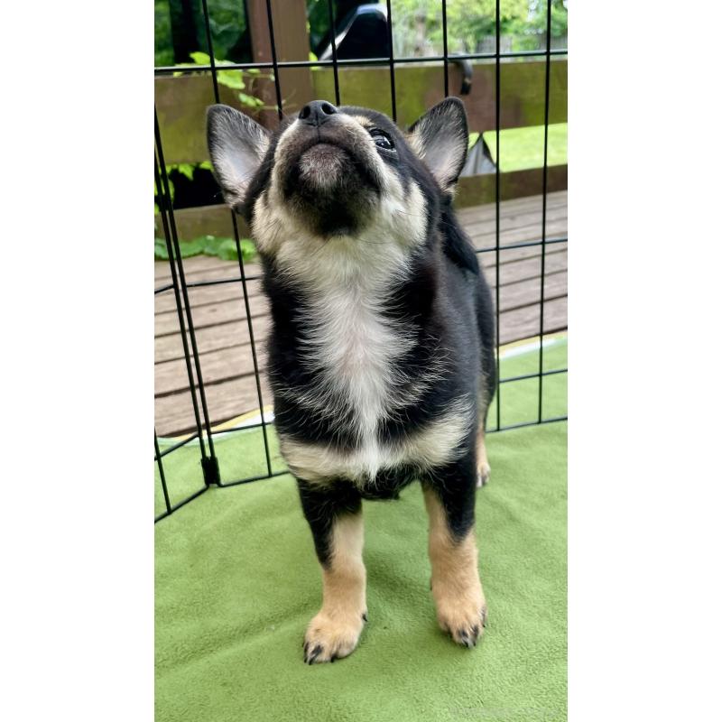 販売中の大分県のミックス犬-403773の3枚目