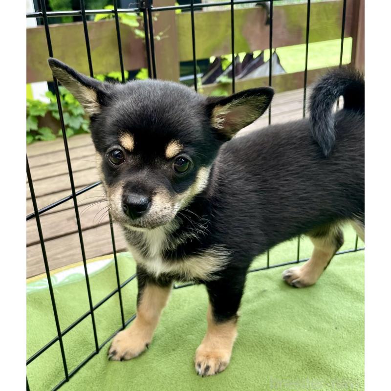 販売中の大分県のミックス犬-403773の2枚目