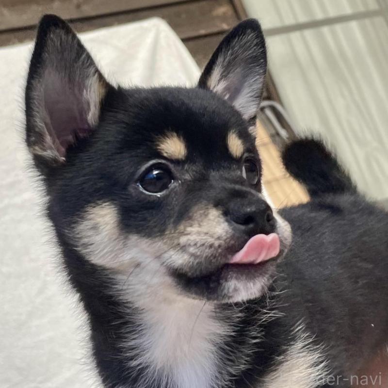 販売中の大分県のミックス犬-403773