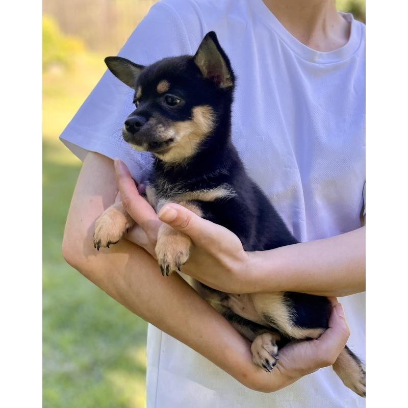 販売中の大分県のミックス犬-403775の22枚目