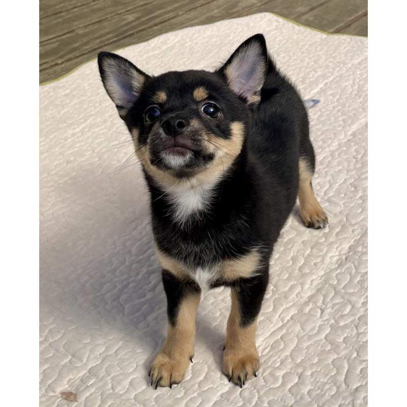 販売中の大分県のミックス犬-403775の19枚目