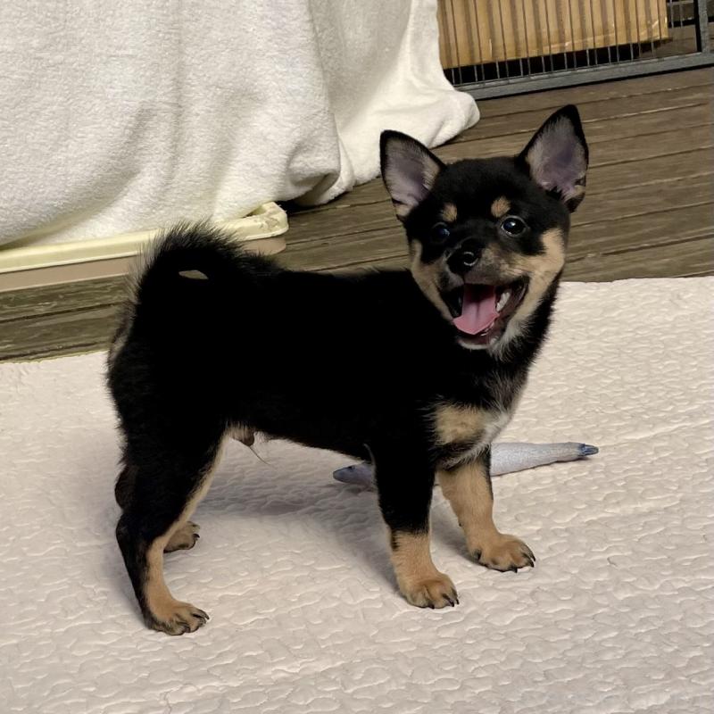 販売中の大分県のミックス犬-403775