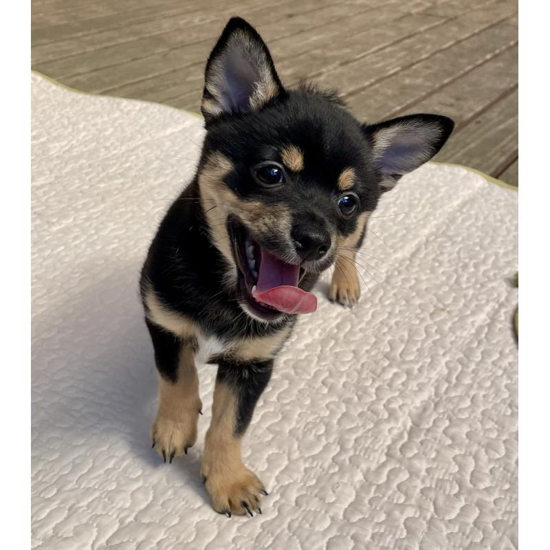 販売中の大分県のミックス犬-403775の18枚目