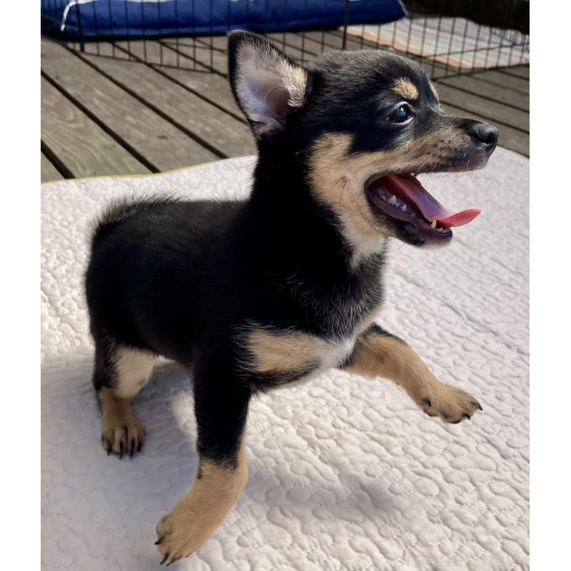 販売中の大分県のミックス犬-403775の13枚目