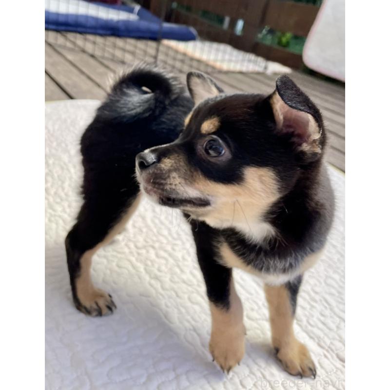 販売中の大分県のミックス犬-403775の12枚目