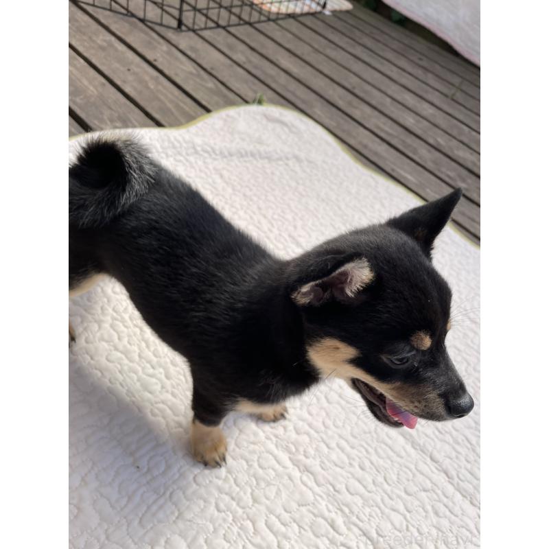 販売中の大分県のミックス犬-403775の11枚目