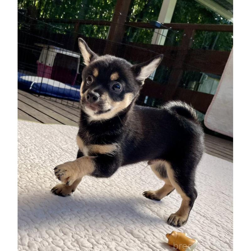 販売中の大分県のミックス犬-403775の10枚目