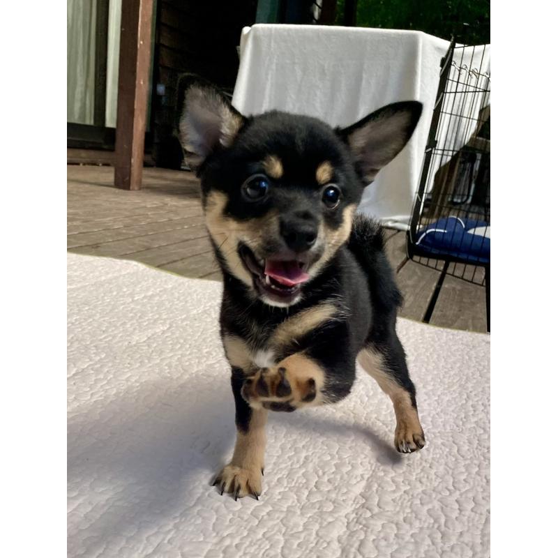 販売中の大分県のミックス犬-403775の8枚目