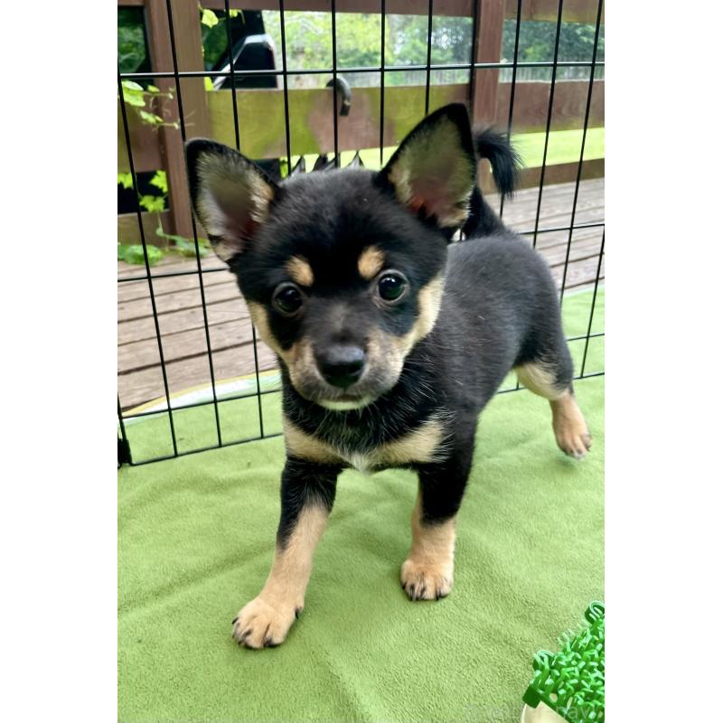 販売中の大分県のミックス犬-403775の6枚目
