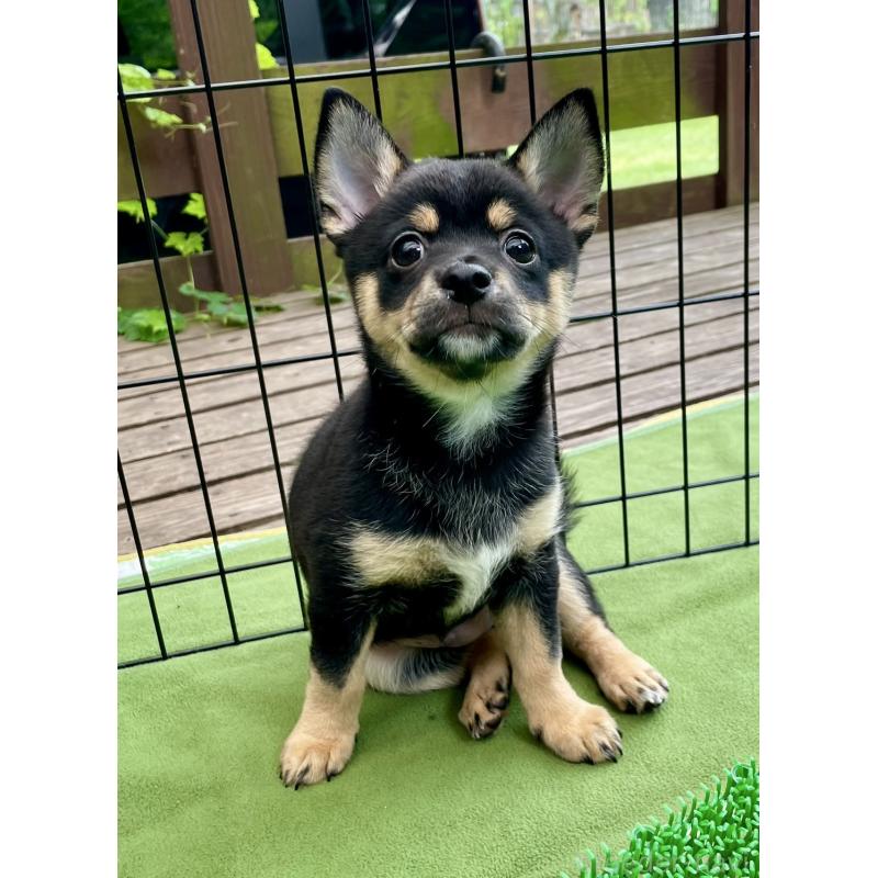販売中の大分県のミックス犬-403775の5枚目
