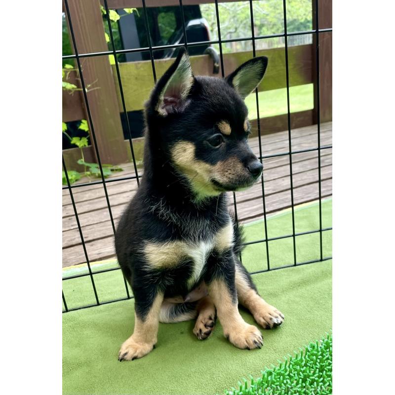 販売中の大分県のミックス犬-403775の4枚目
