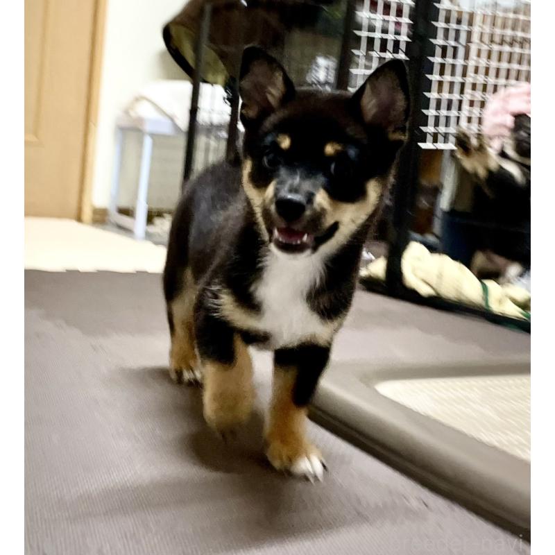 販売中の大分県のミックス犬-403776の20枚目