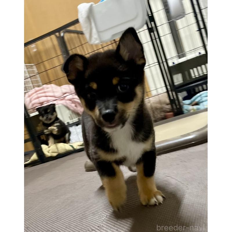 販売中の大分県のミックス犬-403776の18枚目