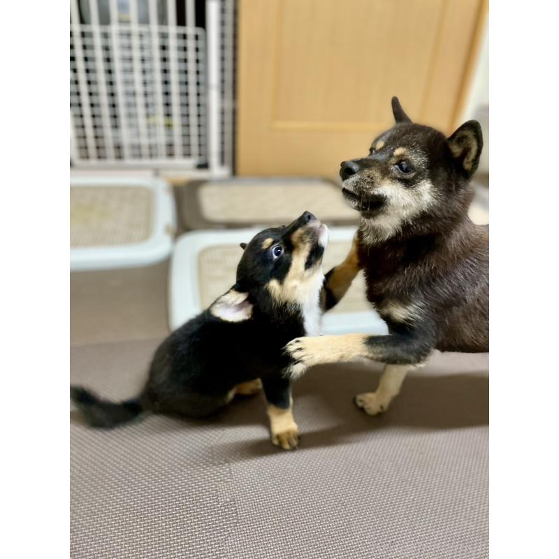 販売中の大分県のミックス犬-403776の17枚目