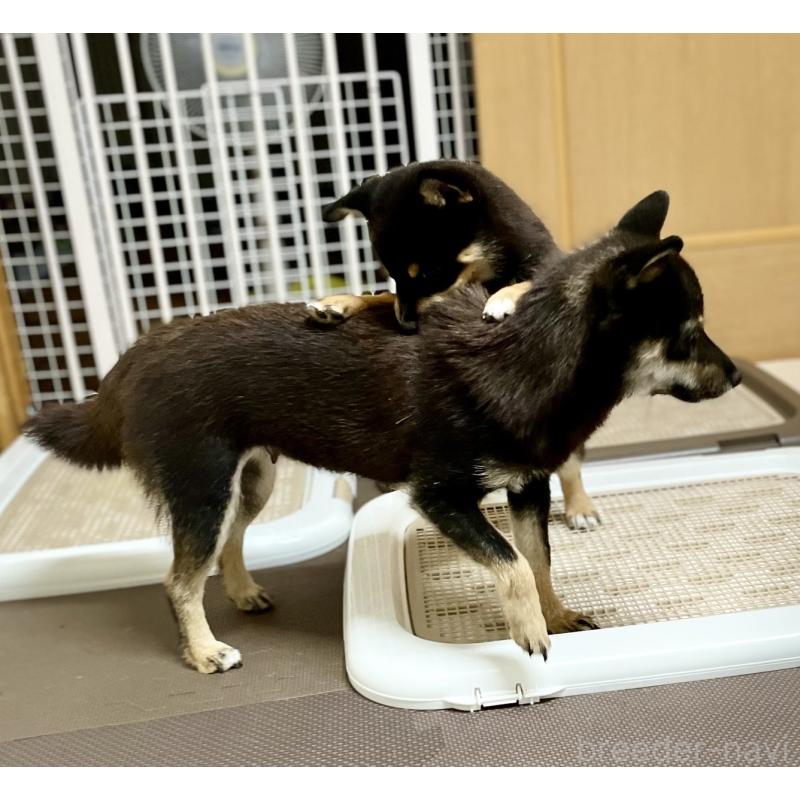 販売中の大分県のミックス犬-403776の16枚目