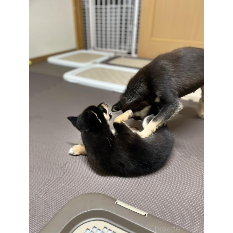 販売中の大分県のミックス犬-403776の15枚目