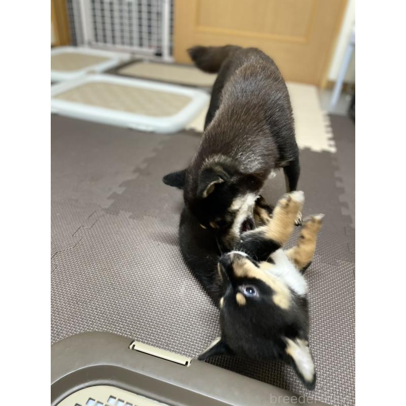 販売中の大分県のミックス犬-403776の14枚目
