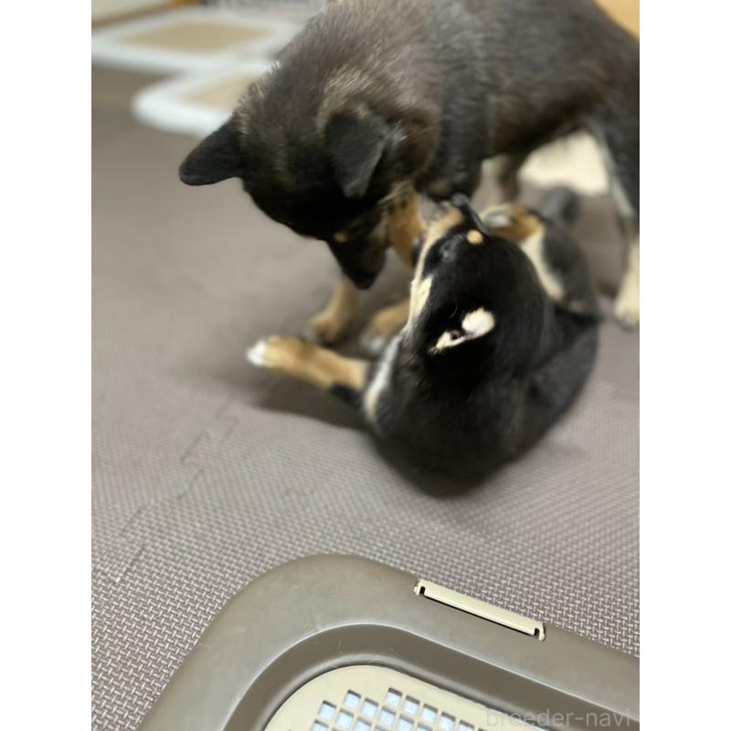 販売中の大分県のミックス犬-403776の13枚目