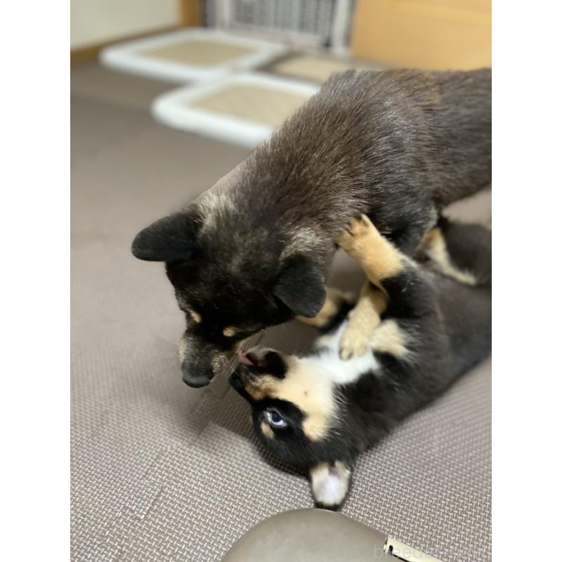 販売中の大分県のミックス犬-403776の12枚目