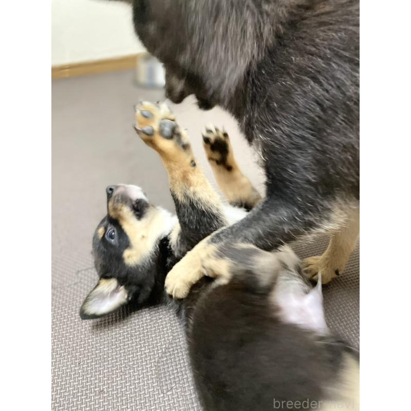 販売中の大分県のミックス犬-403776の11枚目