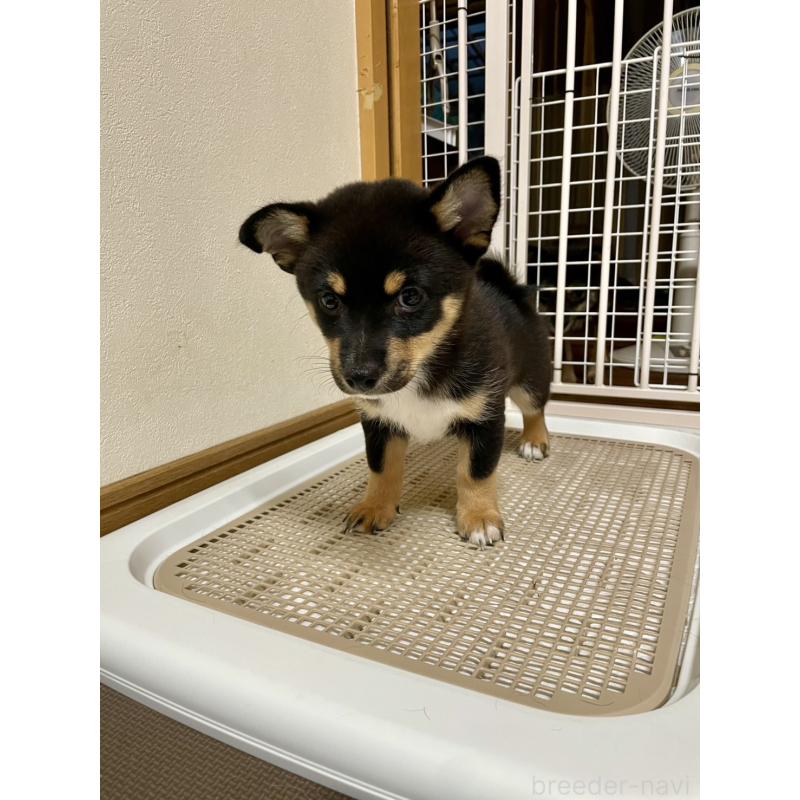 販売中の大分県のミックス犬-403776の9枚目