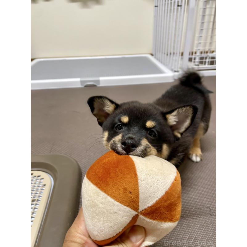 販売中の大分県のミックス犬-403776の5枚目