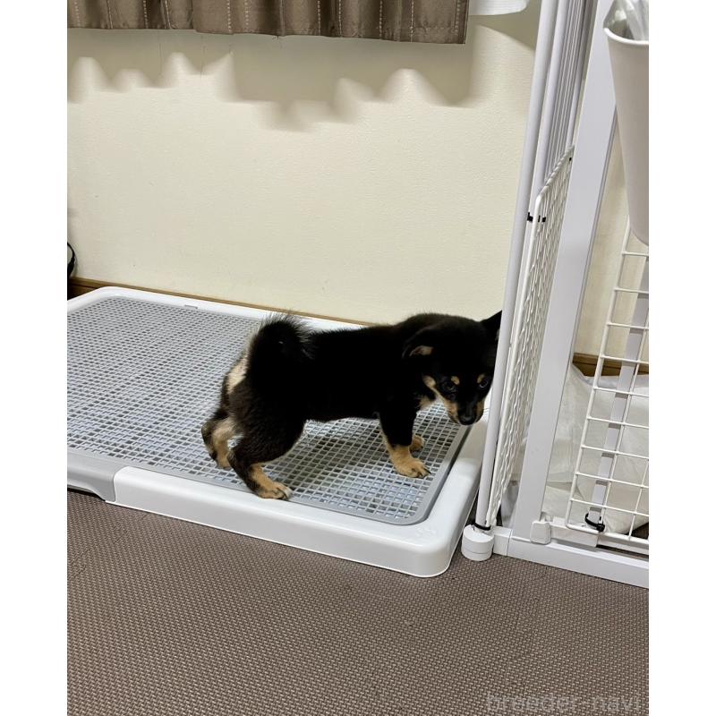 販売中の大分県のミックス犬-403776の4枚目