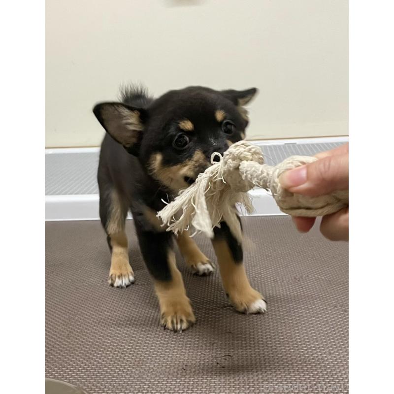 販売中の大分県のミックス犬-403776の3枚目