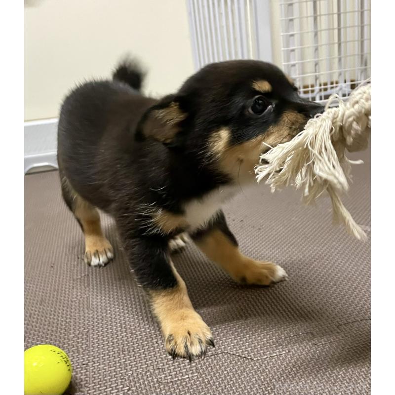 販売中の大分県のミックス犬-403776の2枚目