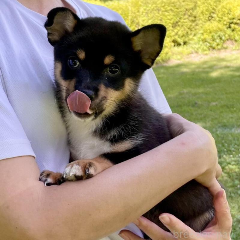 販売中の大分県のミックス犬-403776