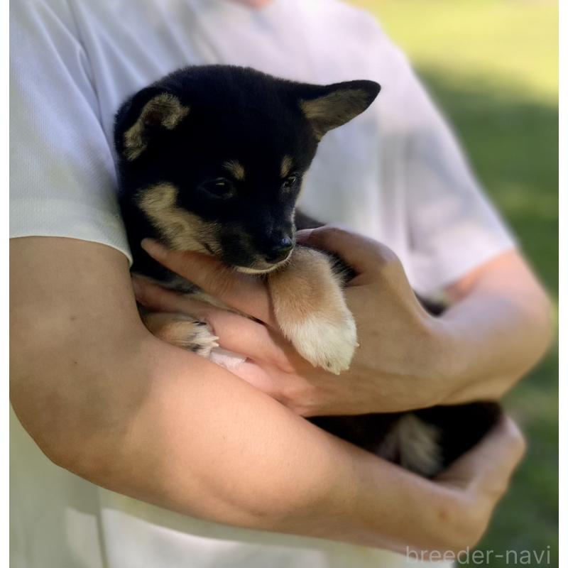 販売中の大分県のミックス犬-403777の24枚目