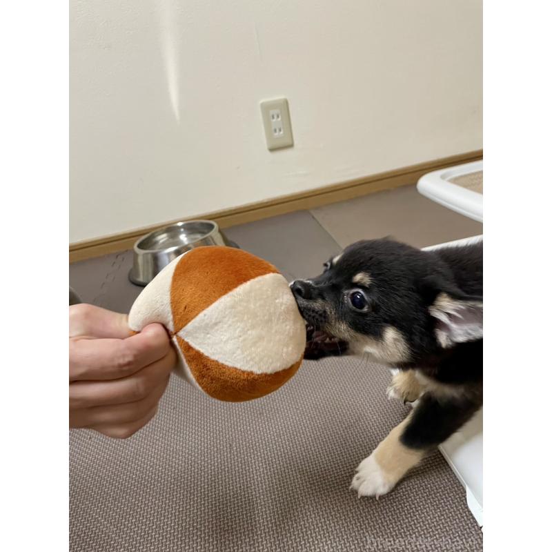 販売中の大分県のミックス犬-403777の22枚目
