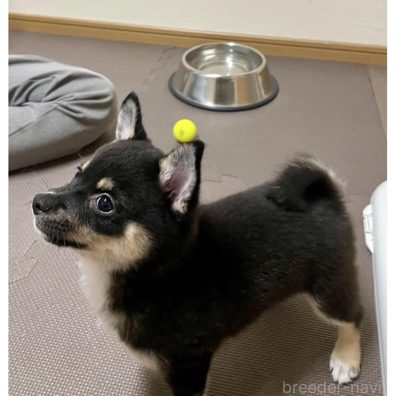 販売中の大分県のミックス犬-403777の21枚目