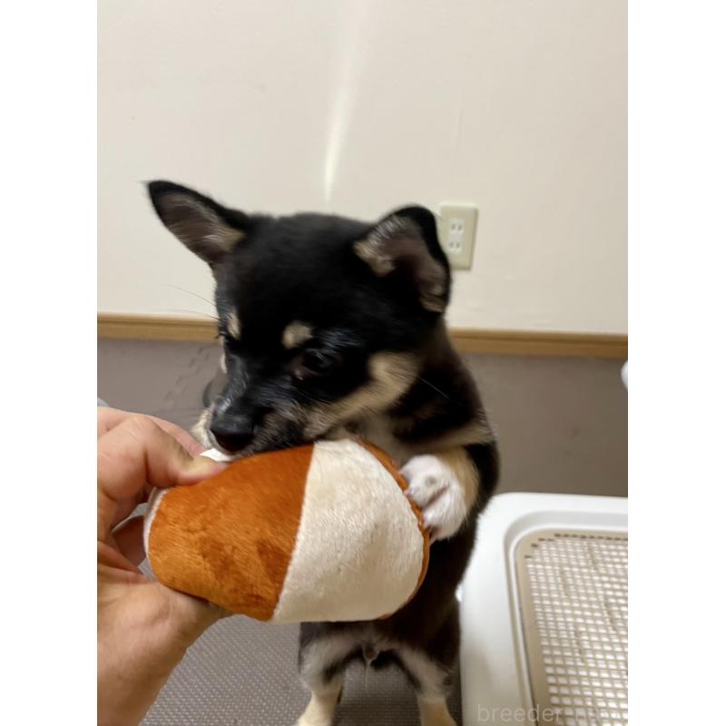 販売中の大分県のミックス犬-403777の20枚目