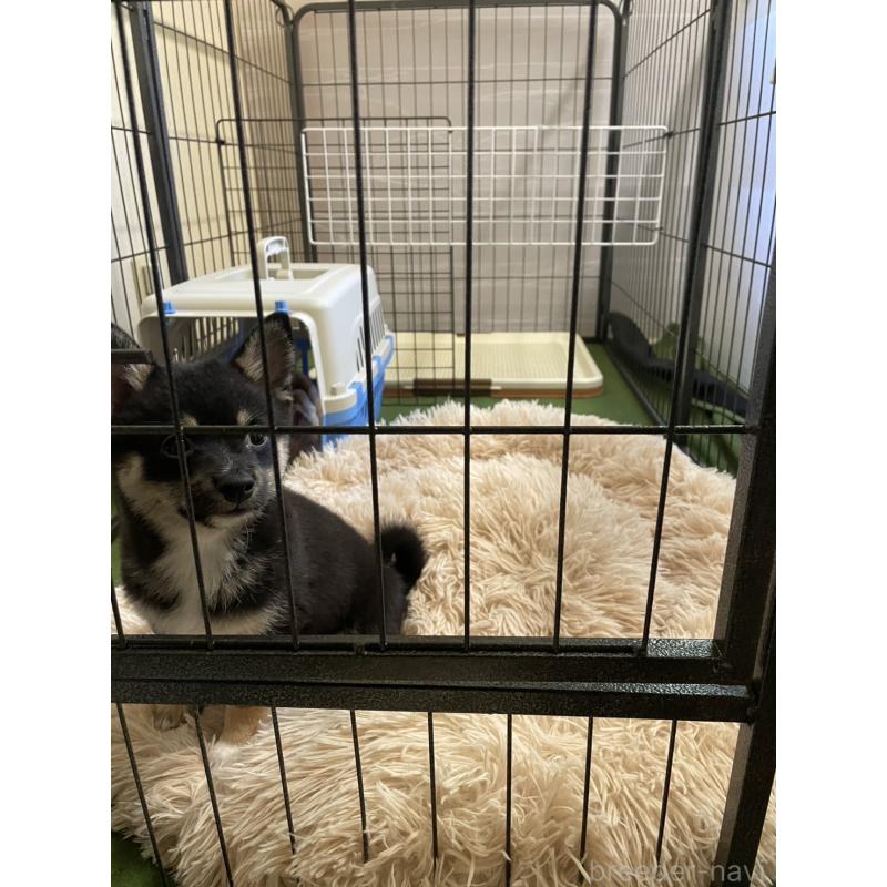 販売中の大分県のミックス犬-403777の19枚目