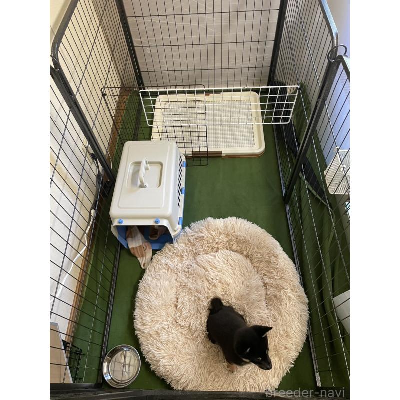 販売中の大分県のミックス犬-403777の18枚目