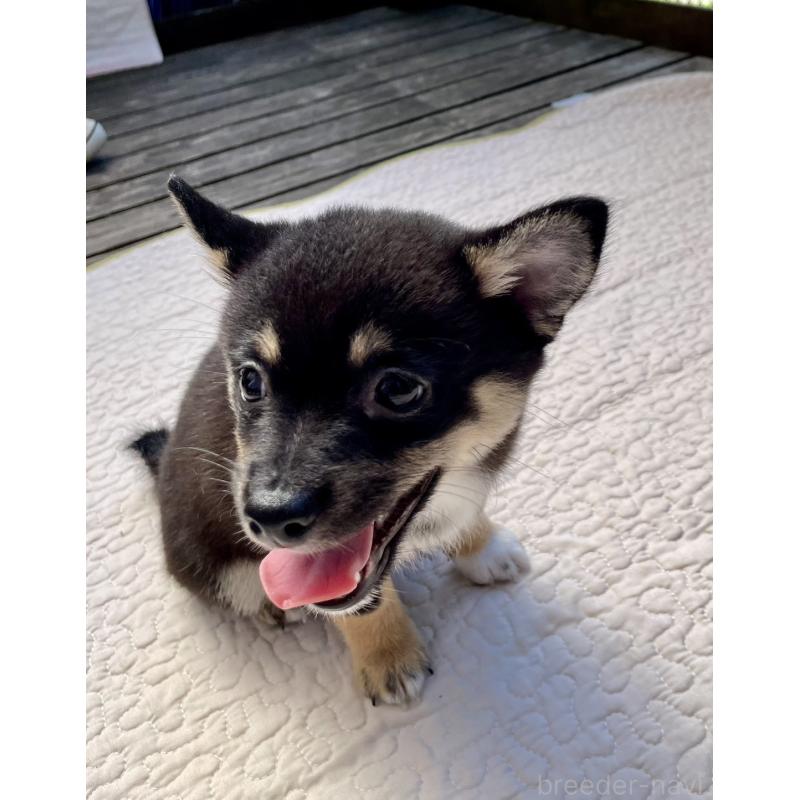 販売中の大分県のミックス犬-403777の17枚目