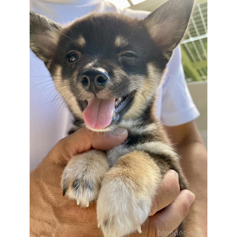 販売中の大分県のミックス犬-403777の15枚目
