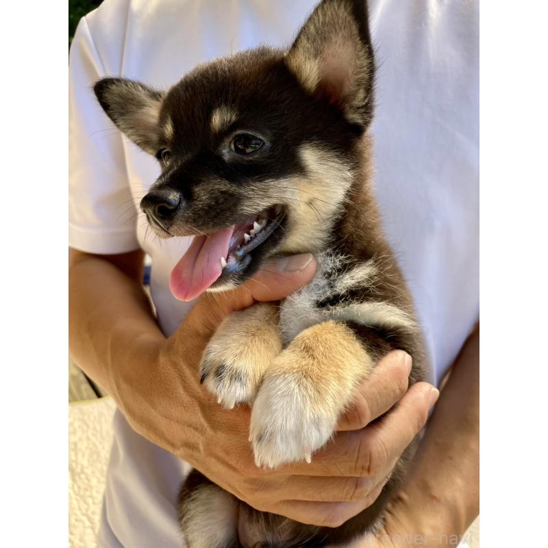 販売中の大分県のミックス犬-403777の14枚目