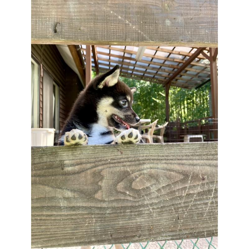 販売中の大分県のミックス犬-403777の12枚目