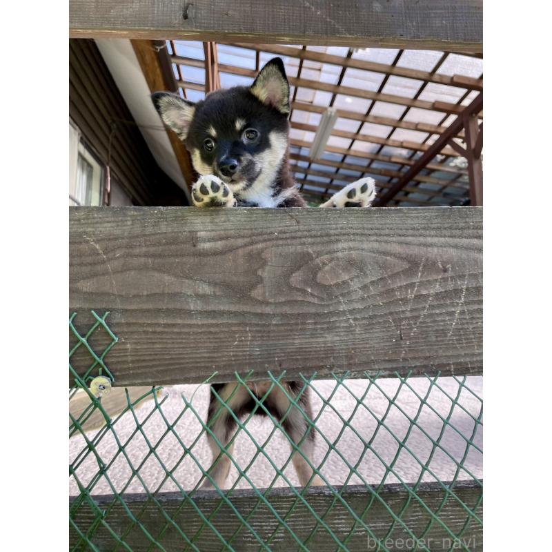販売中の大分県のミックス犬-403777の11枚目