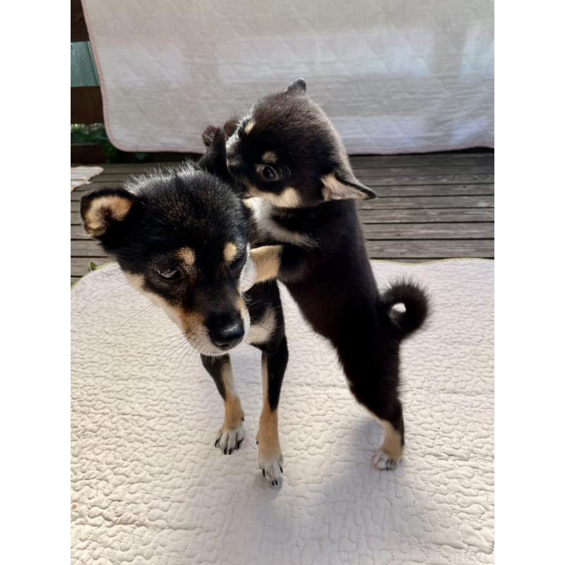 販売中の大分県のミックス犬-403777の9枚目